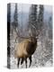 Bull Elk Bugling in the Snow, Jasper National Park, Unesco World Heritage Site, Alberta, Canada-James Hager-Premier Image Canvas