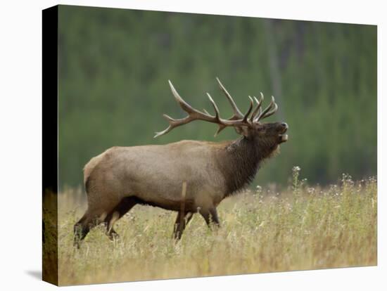 Bull Elk Bugling, Yellowstone National Park, Wyoming, USA-Rolf Nussbaumer-Premier Image Canvas