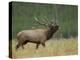 Bull Elk Bugling, Yellowstone National Park, Wyoming, USA-Rolf Nussbaumer-Premier Image Canvas