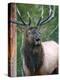 Bull Elk Bugling, Yellowstone National Park, Wyoming, Usa-Gerry Reynolds-Premier Image Canvas