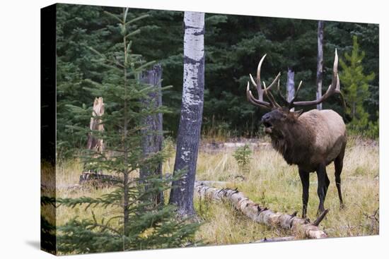 Bull Elk Bugling-Ken Archer-Premier Image Canvas