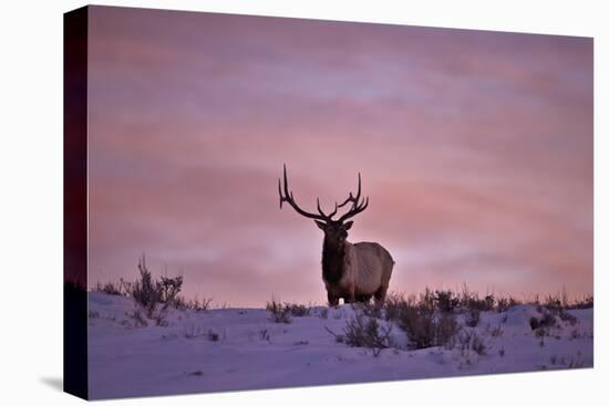 Bull Elk (Cervus Canadensis) at Sunset in the Winter-James Hager-Premier Image Canvas