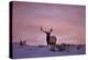Bull Elk (Cervus Canadensis) at Sunset in the Winter-James Hager-Premier Image Canvas