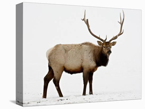 Bull Elk (Cervus Canadensis) in Snow, Yellowstone National Park, Wyoming-null-Premier Image Canvas