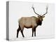 Bull Elk (Cervus Canadensis) in Snow, Yellowstone National Park, Wyoming-null-Premier Image Canvas