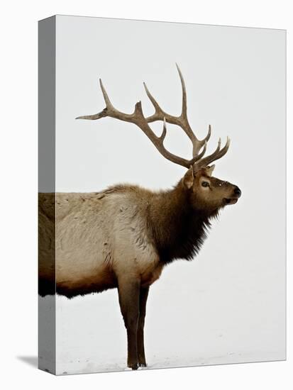 Bull Elk (Cervus Canadensis) in Snow, Yellowstone National Park, Wyoming-null-Premier Image Canvas