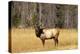 BULL ELK Cervus canadensis STANDING IN MEADOW YELLOWSTONE NATIONAL PARK WYOMING usa-Panoramic Images-Premier Image Canvas