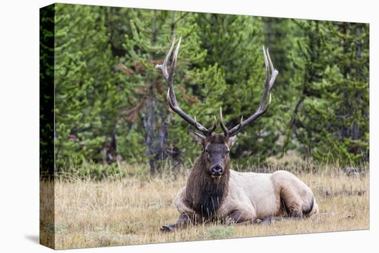 Bull Elk (Cervus Canadensis)-Michael Nolan-Premier Image Canvas