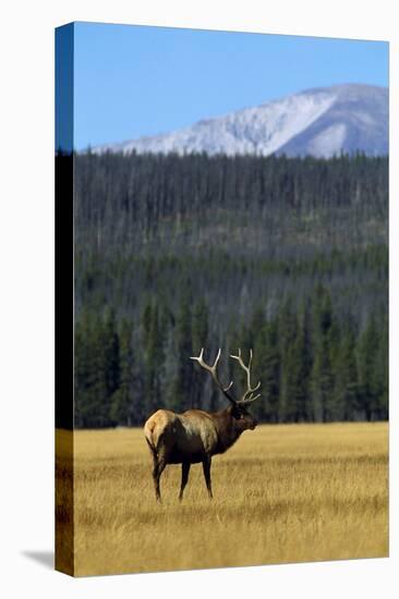 Bull Elk In Grass-Panoramic Images-Premier Image Canvas