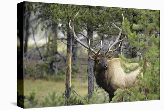 Bull Elk in Pines Listening for Danger, Yellowstone NP, WYoming-Howie Garber-Premier Image Canvas