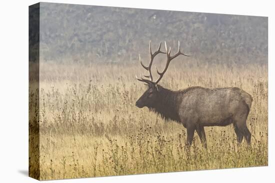 Bull Elk on foggy morning along Madison River, Yellowstone National Park, Montana, Wyoming-Adam Jones-Premier Image Canvas