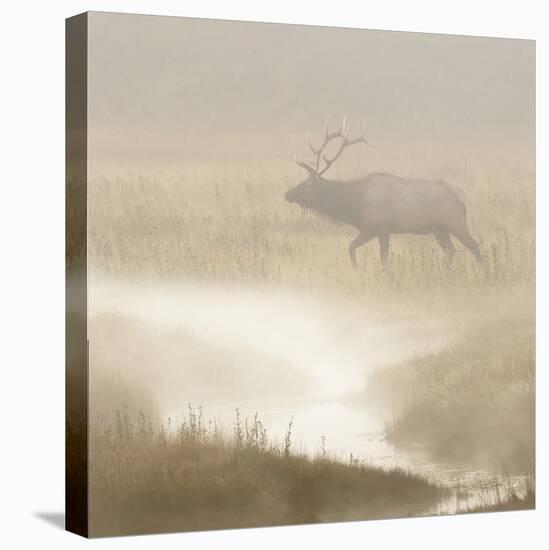Bull Elk on foggy morning along Madison River, Yellowstone National Park, Montana, Wyoming-Adam Jones-Premier Image Canvas