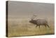 Bull Elk on Foggy Morning Along Madison River, Yellowstone National Park, Wyoming-Adam Jones-Premier Image Canvas