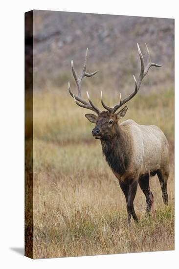 Bull elk or wapiti in meadow, Yellowstone National Park.-Adam Jones-Premier Image Canvas