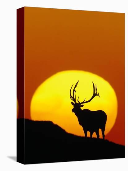 Bull Elk Outlined by Sun-Chase Swift-Premier Image Canvas