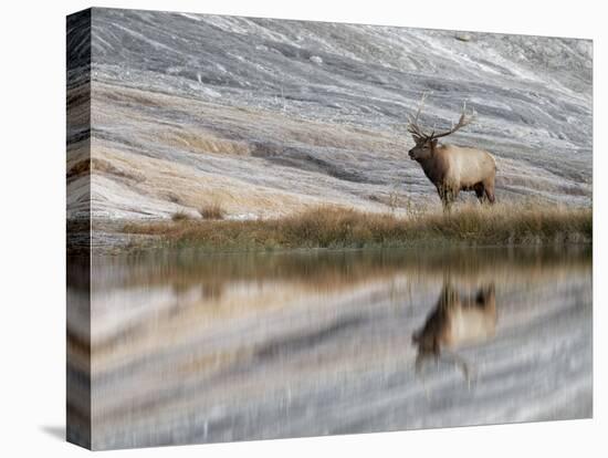 Bull Elk reflecting on pond at base of Canary Spring, Yellowstone National Park, Montana, Wyoming-Adam Jones-Premier Image Canvas