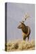 Bull Elk Yellowstone Natl Park-null-Stretched Canvas