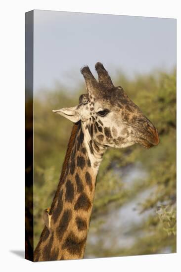 Bull Masai Giraffe Portrait with Ox Pecker, Ngorongoro, Tanzania-James Heupel-Premier Image Canvas