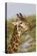 Bull Masai Giraffe Portrait with Ox Pecker, Ngorongoro, Tanzania-James Heupel-Premier Image Canvas