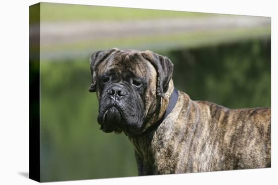 Bull Mastiff 12-Bob Langrish-Premier Image Canvas