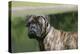 Bull Mastiff 12-Bob Langrish-Premier Image Canvas