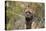 Bull Mastiff 15-Bob Langrish-Premier Image Canvas