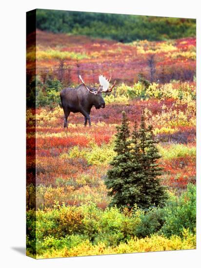 Bull Moose and Autumn Tundra, Denali National Park, Alaska, USA-David W. Kelley-Premier Image Canvas