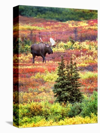 Bull Moose and Autumn Tundra, Denali National Park, Alaska, USA-David W. Kelley-Premier Image Canvas