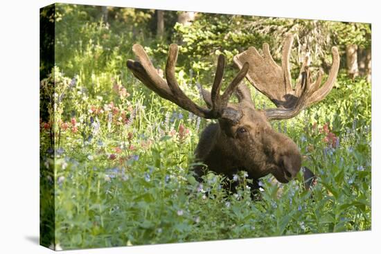 Bull Moose Bedded Down in Wildflowers, Wasatch-Cache Nf, Utah-Howie Garber-Premier Image Canvas