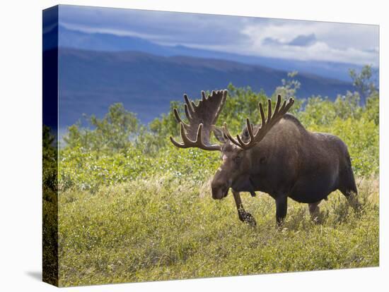 Bull Moose, Denali National Park, Alaska, USA-Hugh Rose-Premier Image Canvas