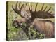 Bull Moose, Denali National Park, Alaska, USA-Hugh Rose-Premier Image Canvas