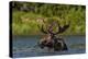 Bull Moose Feeding in Backcountry Lake in Glacier National Park, Montana, USA-Chuck Haney-Premier Image Canvas