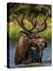 Bull Moose Feeding in Glacier National Park, Montana, USA-Chuck Haney-Premier Image Canvas