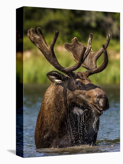 Bull Moose Feeding in Glacier National Park, Montana, USA-Chuck Haney-Premier Image Canvas