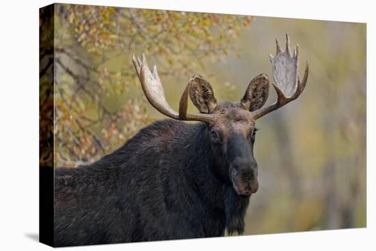 Bull moose, Grand Teton National Park.-Adam Jones-Premier Image Canvas