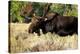 Bull moose Grand Teton Park-null-Stretched Canvas