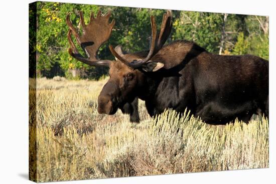 Bull moose Grand Teton Park-null-Stretched Canvas