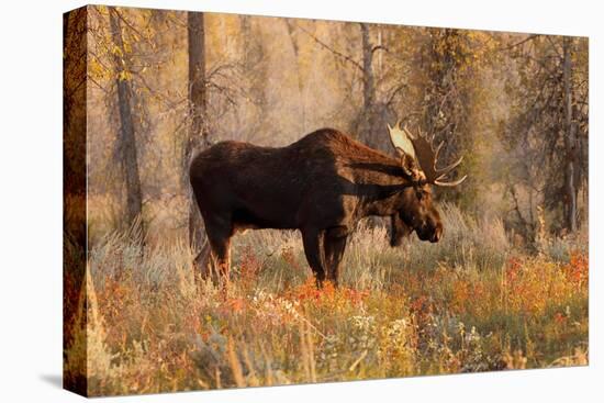 Bull moose in autumn, Grand Teton National Park.-Adam Jones-Premier Image Canvas