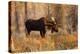 Bull moose in autumn, Grand Teton National Park.-Adam Jones-Premier Image Canvas