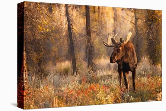 Bull moose in autumn, Grand Teton National Park.-Adam Jones-Premier Image Canvas