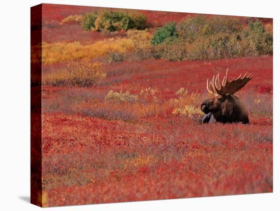 Bull Moose in Denali National Park, Alaska, USA-Dee Ann Pederson-Premier Image Canvas