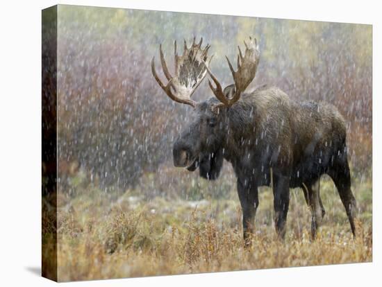 Bull Moose in Snowstorm, Grand Teton National Park, Wyoming, USA-Rolf Nussbaumer-Premier Image Canvas