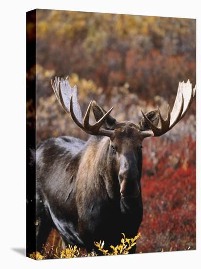 Bull Moose in Tundra, Denali National Park, Alaska, USA-Hugh Rose-Premier Image Canvas