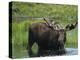 Bull Moose Standing in Tundra Pond, Denali National Park, Alaska, USA-Hugh Rose-Premier Image Canvas