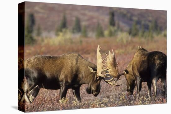 Bull Moose Wildlife, Denali National Park, Alaska, USA-Gerry Reynolds-Premier Image Canvas