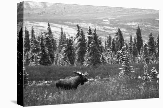 Bull Moose Wildlife, Denali National Park and Preserve, Alaska, USA-Hugh Rose-Premier Image Canvas