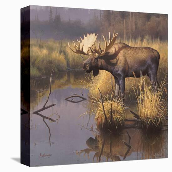 Bull Moose-Greg Alexander-Stretched Canvas