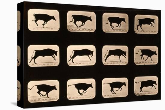 Bull, Running, Irregular from 'Animal Locomotion' Series, C.1881-Eadweard Muybridge-Premier Image Canvas