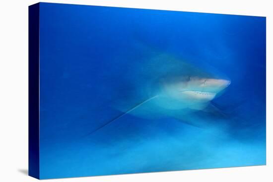 Bull Shark (Carcharhinus Leucas) Playa Del Carmen, Caribbean Sea, Mexico, January-Claudio Contreras-Premier Image Canvas