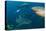 Bull Shark, Commercial Shark Feeding, Benga Lagoon, Viti Levu, Fiji-Pete Oxford-Premier Image Canvas